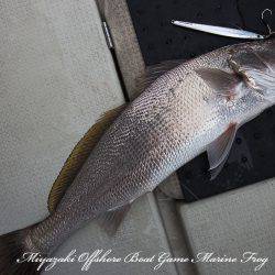 Marine Frog 釣果