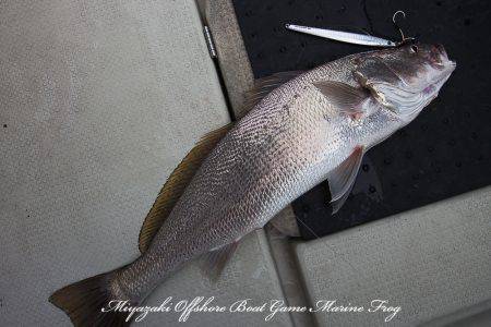 Marine Frog 釣果