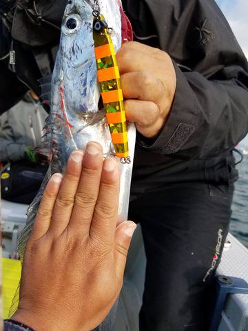 遊漁船 ニライカナイ 釣果