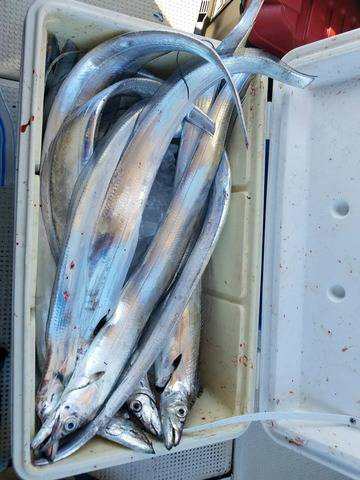 遊漁船　ニライカナイ 釣果