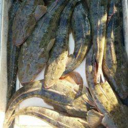 Magic(マジック) 釣果