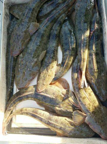 Magic(マジック) 釣果