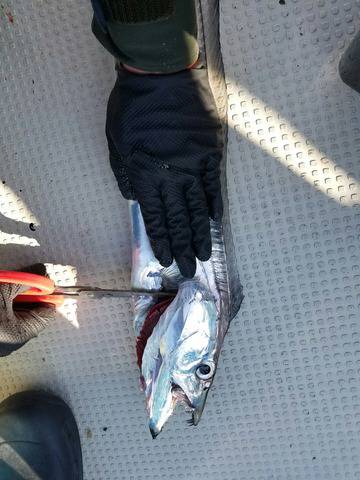 遊漁船　ニライカナイ 釣果