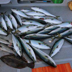 へいみつ丸 釣果