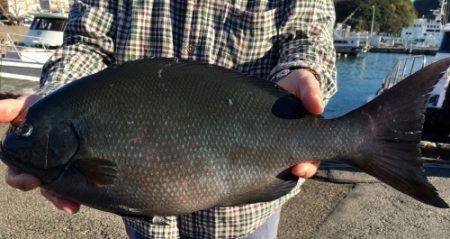 鵜来島家本渡船 釣果