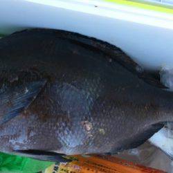 鵜来島家本渡船 釣果