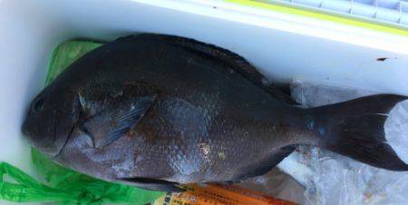 鵜来島家本渡船 釣果