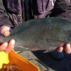 鵜来島家本渡船 釣果