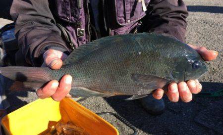 鵜来島家本渡船 釣果