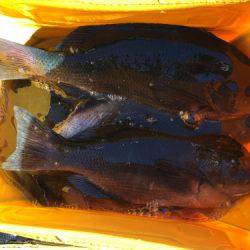 鵜来島家本渡船 釣果