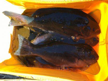 鵜来島家本渡船 釣果