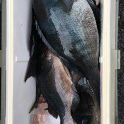 鵜来島家本渡船 釣果
