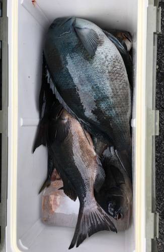 鵜来島家本渡船 釣果