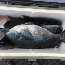 鵜来島家本渡船 釣果