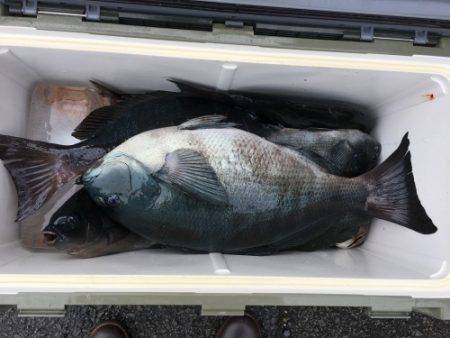 鵜来島家本渡船 釣果