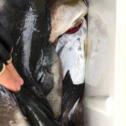 鵜来島家本渡船 釣果