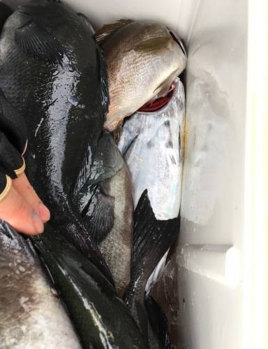 鵜来島家本渡船 釣果