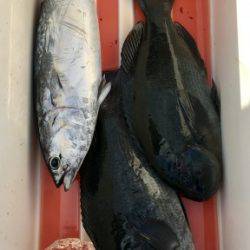 鵜来島家本渡船 釣果