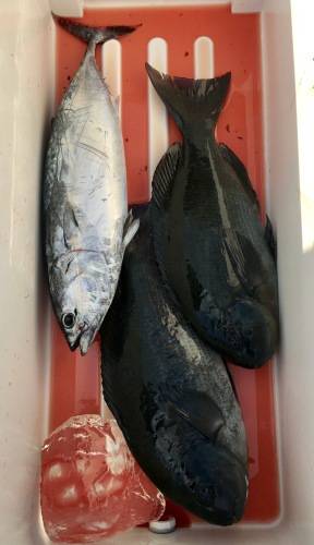 鵜来島家本渡船 釣果