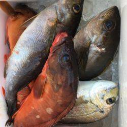 鵜来島家本渡船 釣果