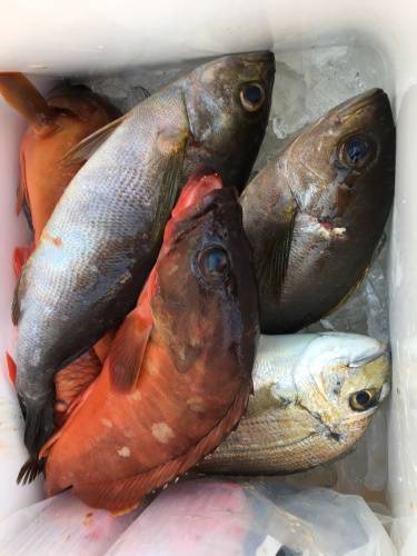 鵜来島家本渡船 釣果