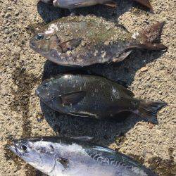 鵜来島家本渡船 釣果