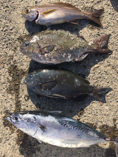 鵜来島家本渡船 釣果