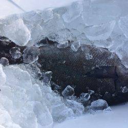 鵜来島家本渡船 釣果