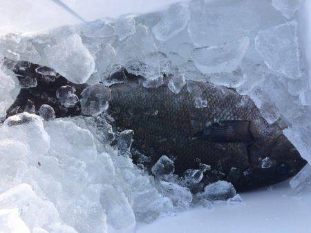 鵜来島家本渡船 釣果