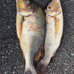 鵜来島家本渡船 釣果