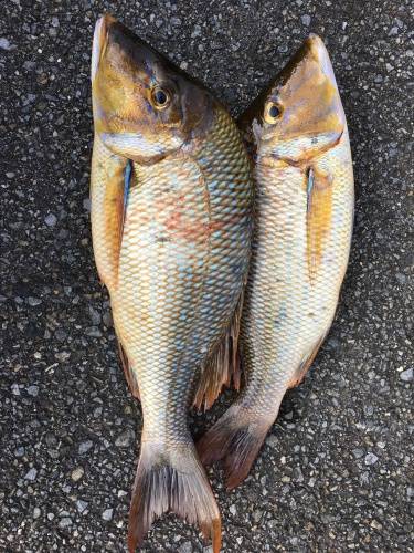 鵜来島家本渡船 釣果