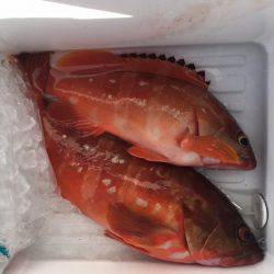 鵜来島家本渡船 釣果