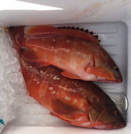 鵜来島家本渡船 釣果