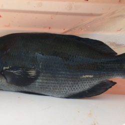 鵜来島家本渡船 釣果