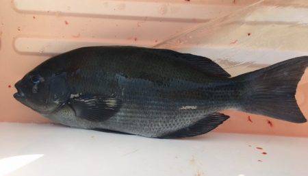 鵜来島家本渡船 釣果