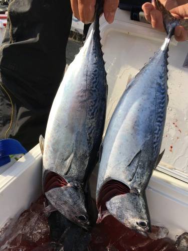 鵜来島家本渡船 釣果