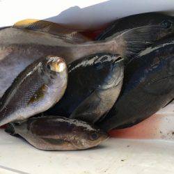 鵜来島家本渡船 釣果