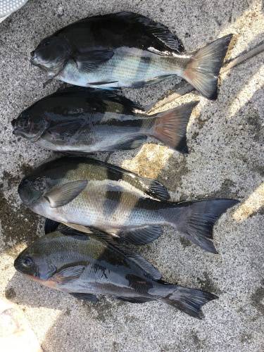 鵜来島家本渡船 釣果