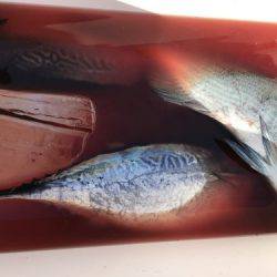 鵜来島家本渡船 釣果