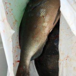 鵜来島家本渡船 釣果