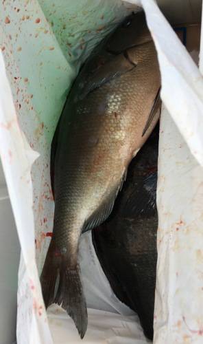 鵜来島家本渡船 釣果