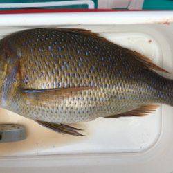 鵜来島家本渡船 釣果