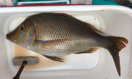 鵜来島家本渡船 釣果