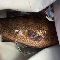 鵜来島家本渡船 釣果