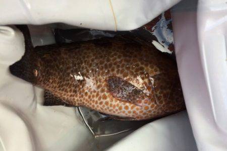 鵜来島家本渡船 釣果