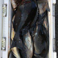 鵜来島家本渡船 釣果