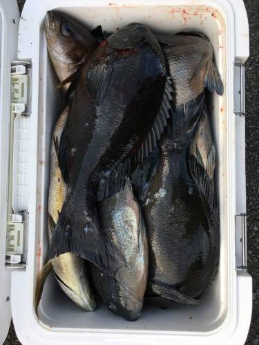 鵜来島家本渡船 釣果