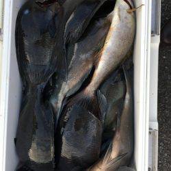 鵜来島家本渡船 釣果