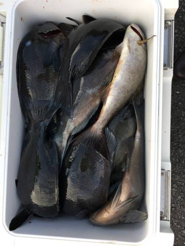 鵜来島家本渡船 釣果