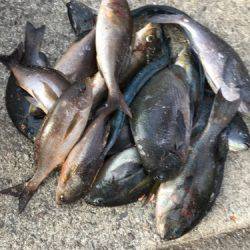 鵜来島家本渡船 釣果